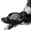  Уъркшоп по МRI диагностика на спинална и церебрална патология в неврологичната ветеринарно-медицинска практика